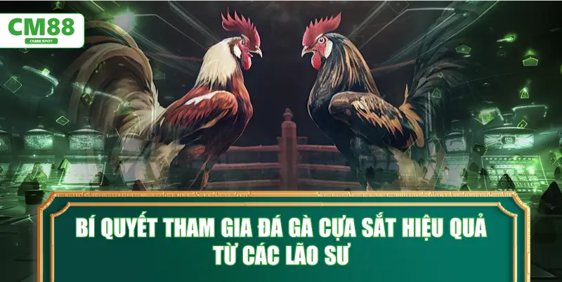 Bí quyết tham gia đá gà cựa sắt hiệu quả từ các lão sư