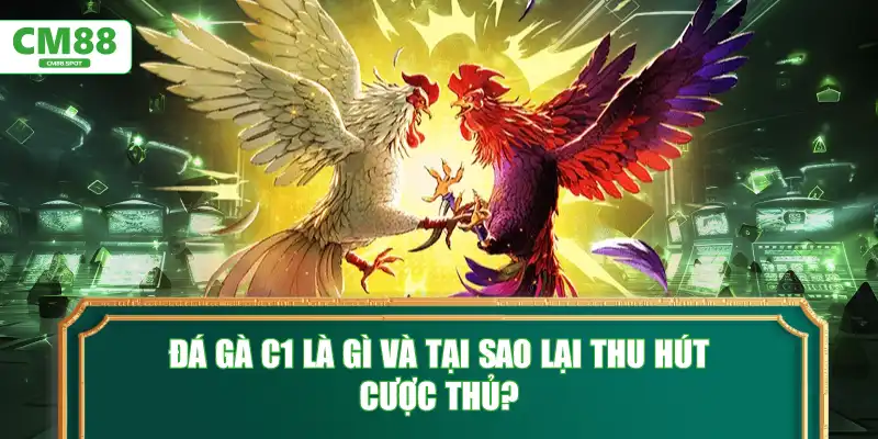 Đá gà C1 là gì và tại sao lại thu hút cược thủ?
